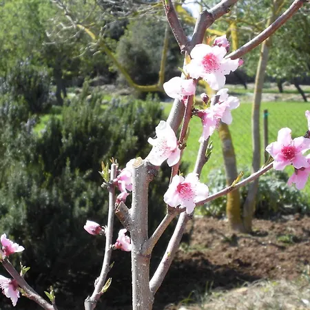 Hotel Agroturismo Na Set Centes Arta